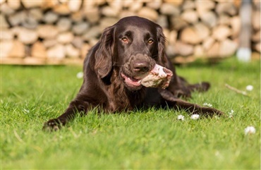 Hunde skal spise r&aring;t som ulve