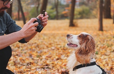 Online hundepr&oslash;ve var en stor succes