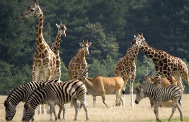 Sommerskue i Knuthenborg Safaripark