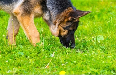 Politihunde fandt forsvundne b&oslash;rn