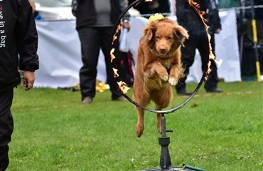 Store Hestedag i Roskilde – også for hunde