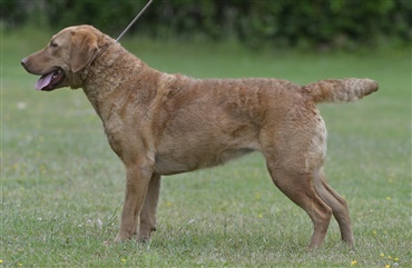 Fredagsquiz: Hvad ved du om chesapeake bay retriever