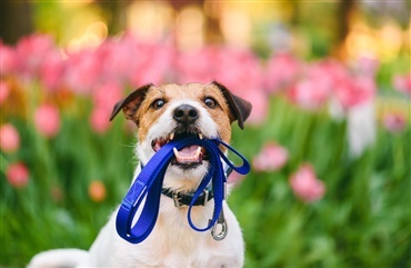 For&aring;ret betyder gl&aelig;der og farer for din hund