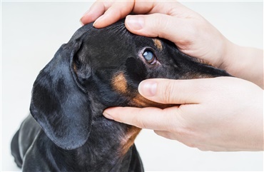 Pemphigus når kroppen angriber selv - Hunden.dk