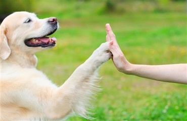 Fido og King udskiftes med menneskenavne