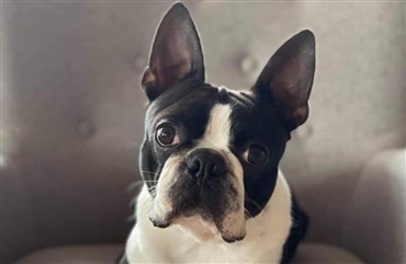 Boston terrier forsvundet fra juniorhandlerkursus