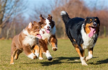 Ledb&aring;ndsskader hos hunde