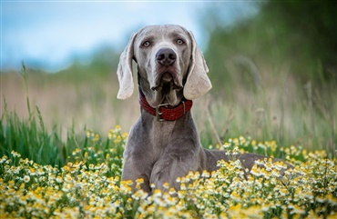 Dansk Racehunde Union nedl&aelig;gger sig selv