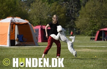 Dog dancing landshold inviterer til sjovt event