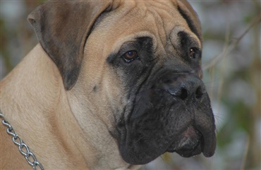 Dagensl L&aelig;serfoto: Majest&aelig;tisk mastiff