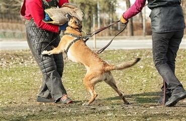 Hvordan er det at blive bidt af en hund