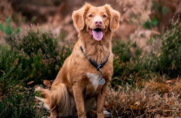  Kastanjer er livsfarlige for din hund