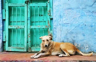 Mission rabies i Indien