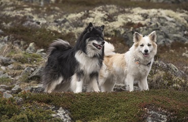 Gammel, &aelig;ldre, Jarl