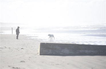 Galleri: Hunde ved havet