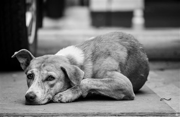 Briter vil af med deres hunde