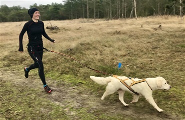 BLOG: Hjerne og hjerte. Lidt om stress hos hunde