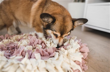 5 sjove m&aring;der at aktivere din hund p&aring; regnfulde efter&aring;rsdage