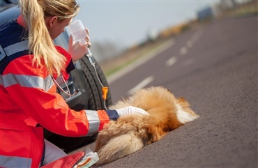 Traumatiske oplevelser kan forkorte hundes liv