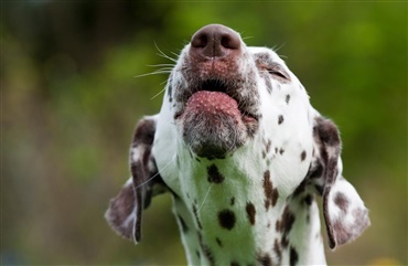 Hund afsl&oslash;rede indbrud