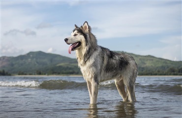 Oldtiden: Hunde var guld v&aelig;rd