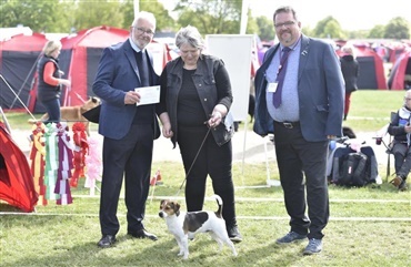 F&oslash;rste CACIB til dansk/svensk g&aring;rdhund blev norsk