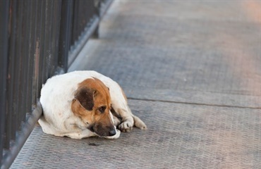 Stop hundedrab i Europa