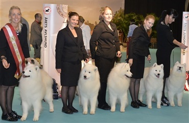 Årets hunde