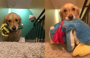 Hund tager et nyt stykke legetøj med i seng hver aften