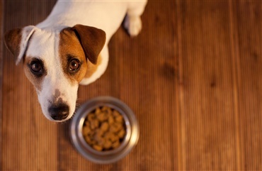 Hj&aelig;lp - min hund vil ikke spise! 