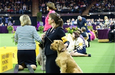 Se videoen: Drama ved Crufts 2018