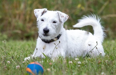 Rottehund angrebet af hvepse