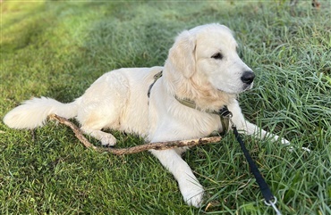 Hj&aelig;lp med at finde forsvundet golden retriever