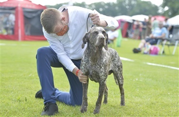 En sj&aelig;lden race: Burgos pointer