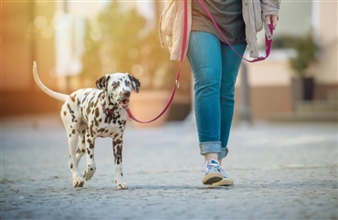 P&aring; jagt efter hundemishandler i Malm&oslash;