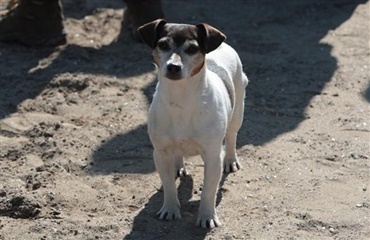 Sommerferie og hund