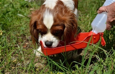 Er din hund dehydreret?