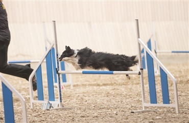 Hund i Fokus 2025 