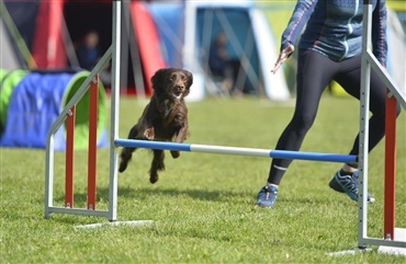 Ny sponsoraftale: bilister kan nu st&oslash;tte Agility Landsholdet