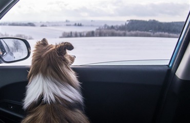 Efterlad aldrig din hund i en kold bil