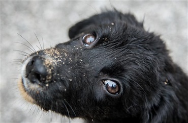 Må man tage sig ind i parken - Hunden.dk