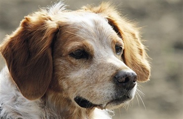 Nyt raceportræt på hunden.dk