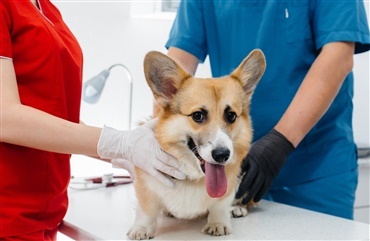 Hunde kan ogs&aring; have forh&oslash;jet blodtryk