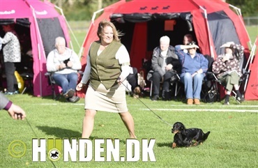Galleri: S&aring; er der gravhunde