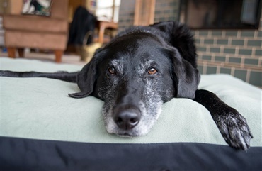 Kender du de 3 stadier af demens hos hunde?