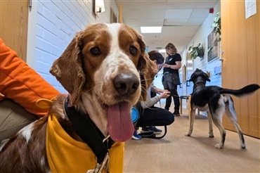 Bes&oslash;gshund er et erhverv i Sverige