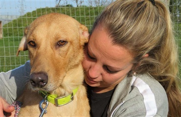 Hund boede i bil i Roskilde