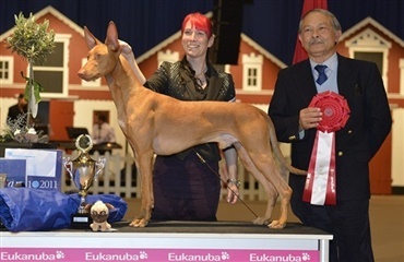 Pharaoh hound sejrede ved Dansk Kennel Klubs internationale udstilling i dag