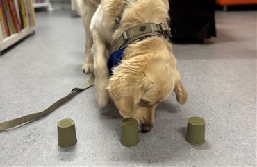 L&aelig;setid: en session med skolehunden James