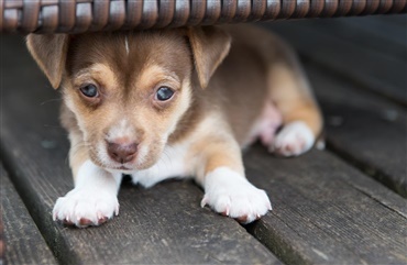 Disse hunde er mindst bange